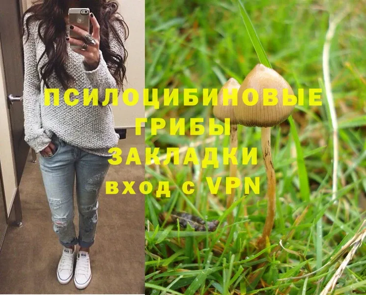 shop как зайти  Волжск  Галлюциногенные грибы Psilocybe 